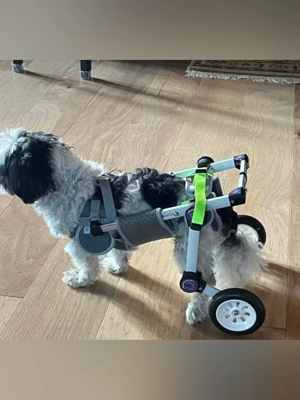 LetPetRun Hind Leg Adjustable Dog Wheelchair for XXS Dogs  Mobility Cart Support